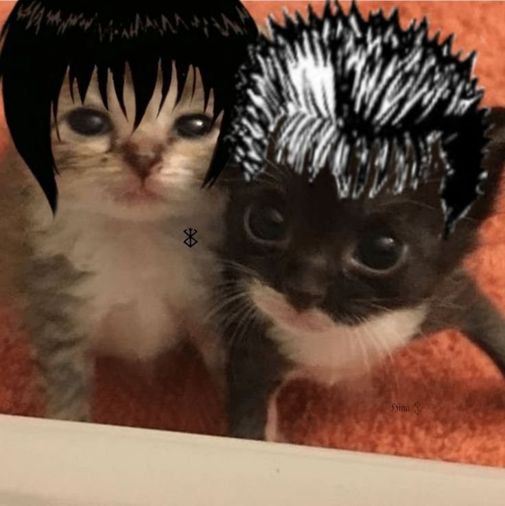 Cat Guts Pfp3 Cat Guts Pfp3