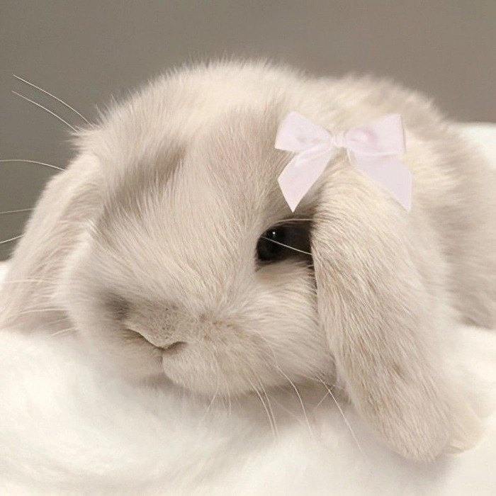coquette pfp bunny 7 1