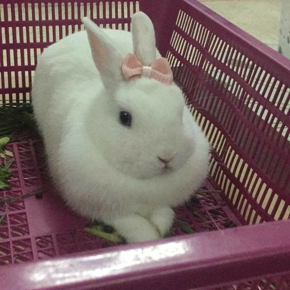 coquette pfp bunny 8 1