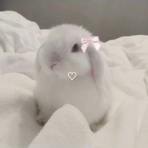 coquette pfp bunny 9