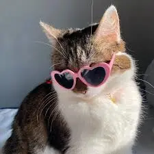 Cute Aesthetic Pfp.jpeg Cute Aesthetic Pfp.jpeg