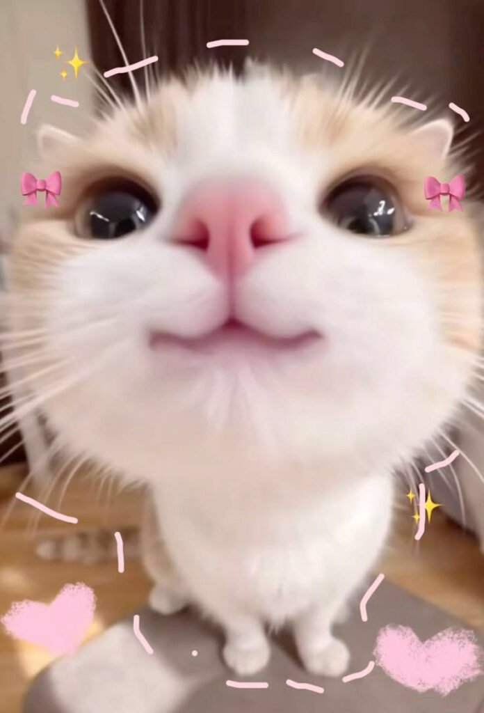 Cute Meme Pfp Cute Meme Pfp