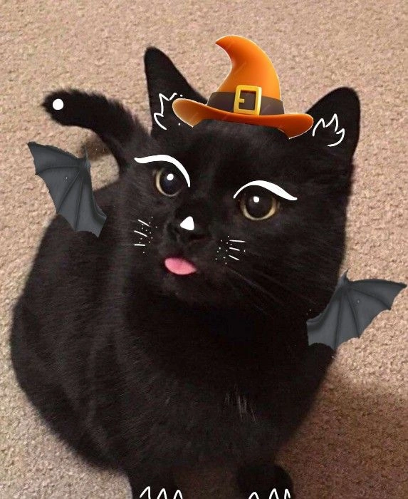 Halloween Pfp Cat 1
