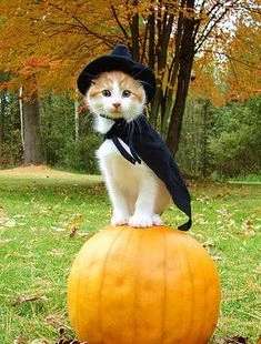 Halloween Pfp Cat 4