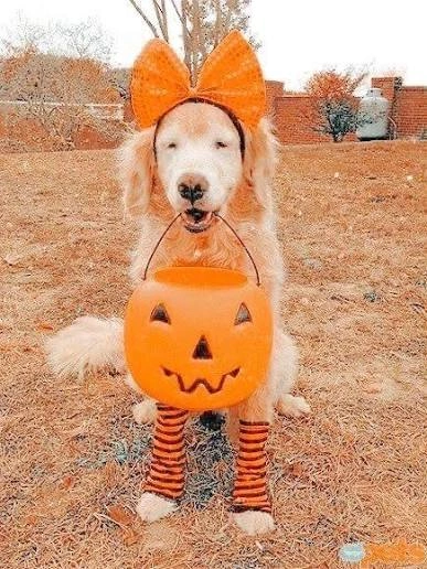 Preppy Halloween Pfp 4