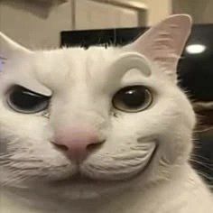 Sigma Cat Face