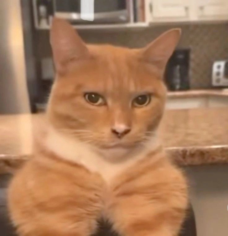 Sigma Cat