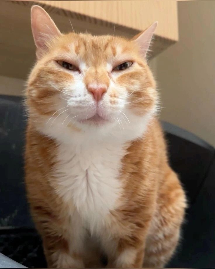 Sigma Pfp Cat