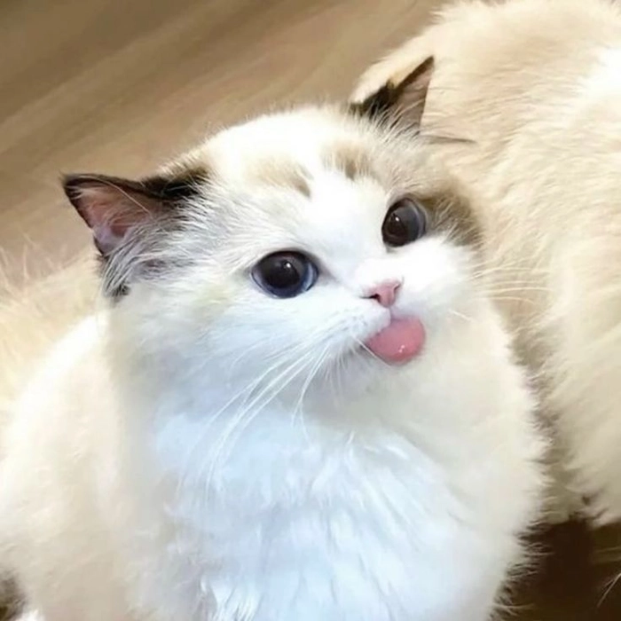 cute cat pfp boy 3 cute cat pfp boy 3