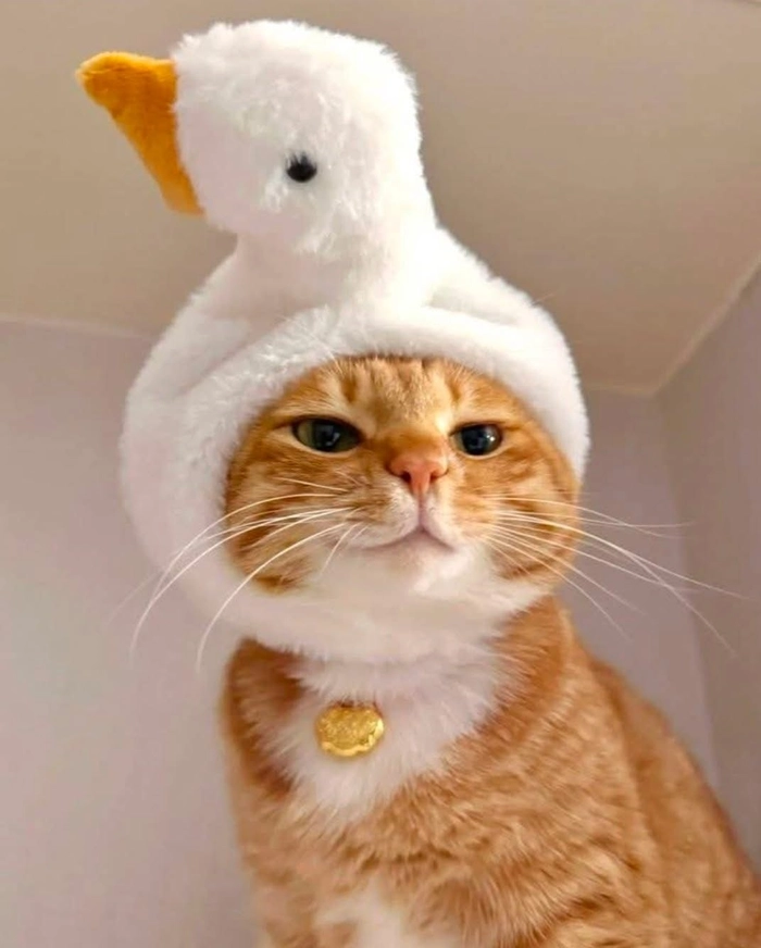 cute cat pfp christmas 2 cute cat pfp christmas 2