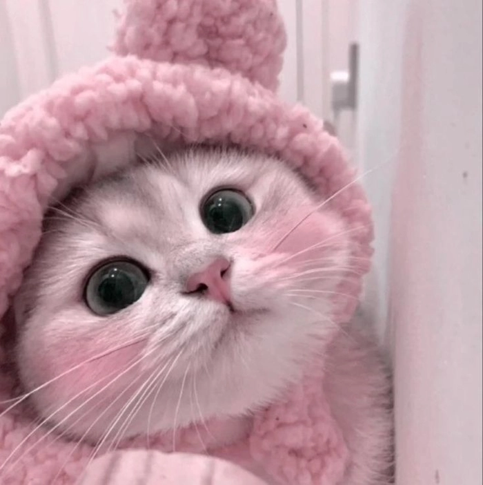 cute cat pfp for boys 1 cute cat pfp for boys 1