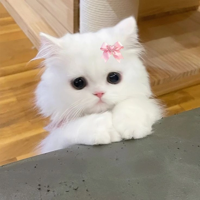 cute cat pfp for boys 2 cute cat pfp for boys 2