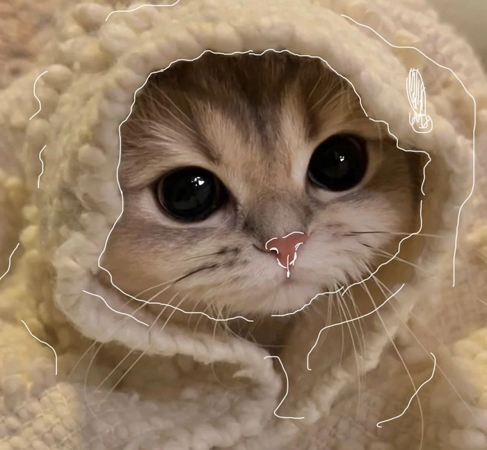 cute cat pfp for discord 3 cute cat pfp for discord 3