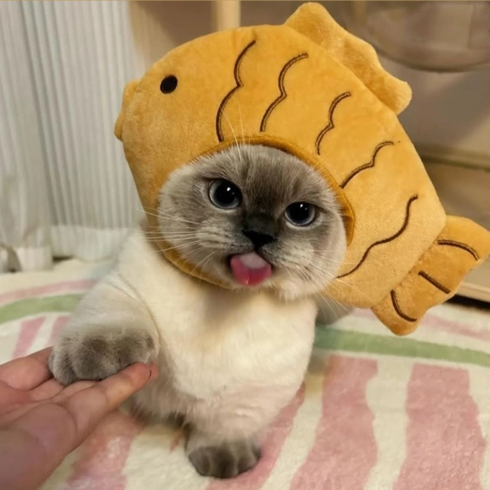 cute cat pfp for instagram 2 cute cat pfp for instagram 2