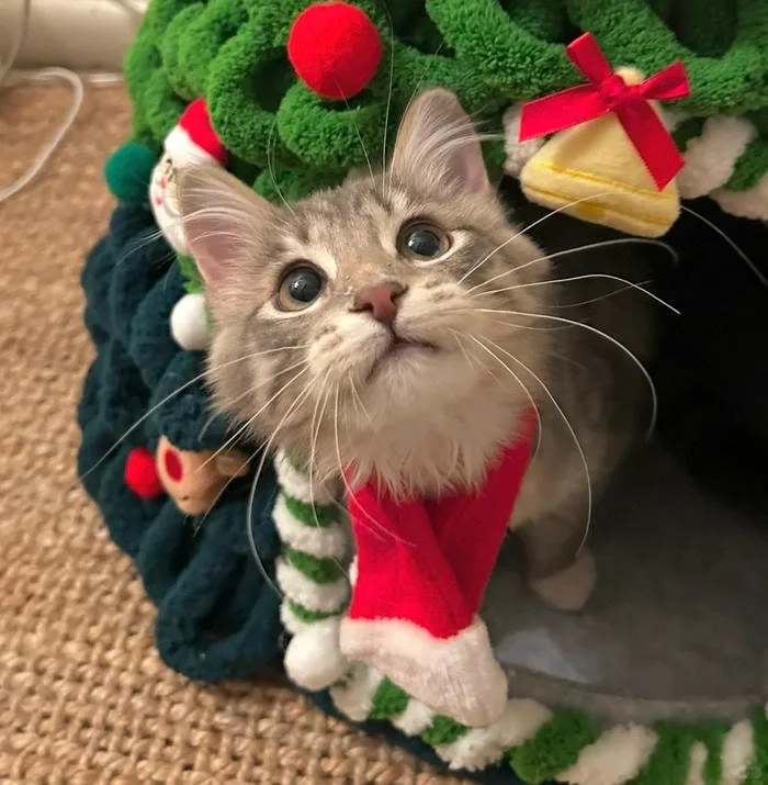 cute christmas pfp cat 2