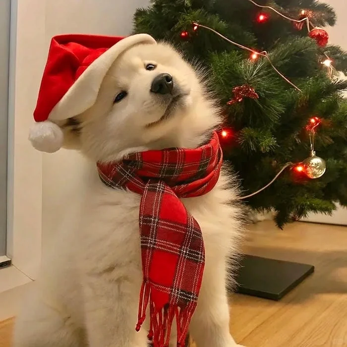 cute christmas pfp for tiktok 4