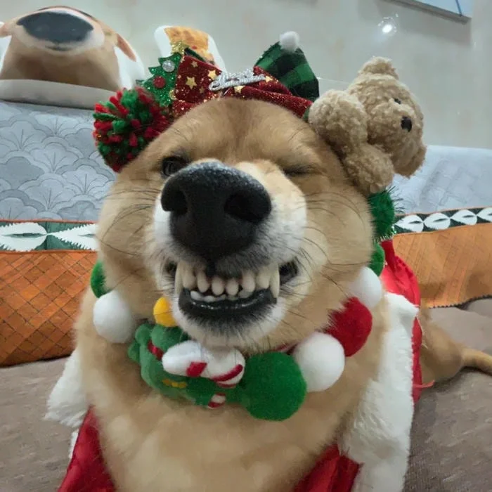 cute christmas pfp for tiktok 5