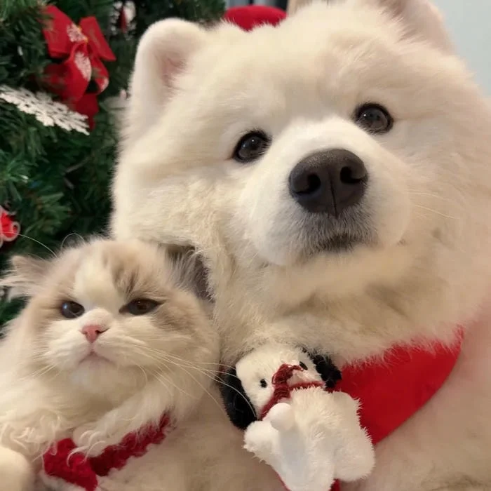 cute christmas pfp matching 3