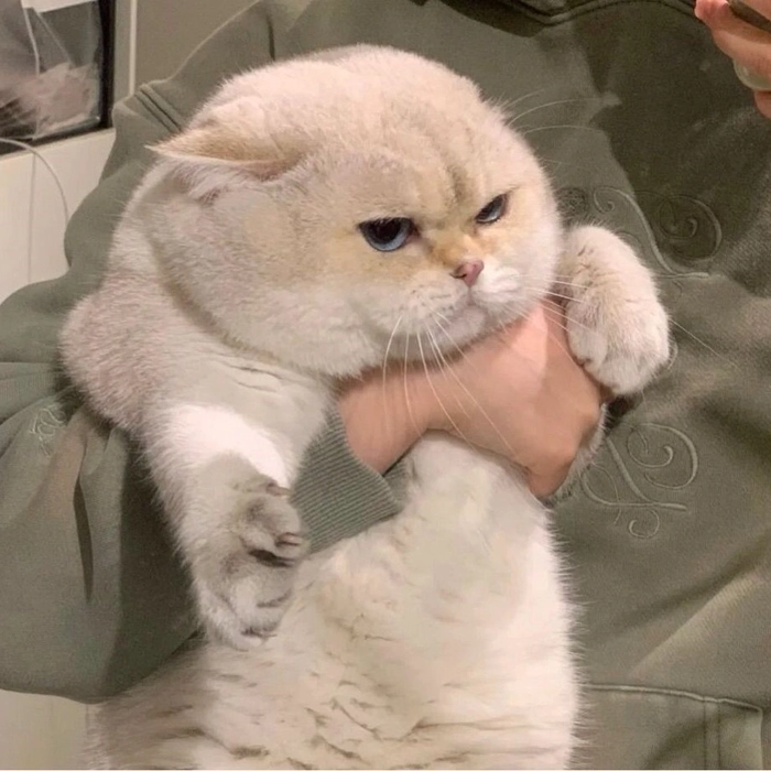 funny cute cat pfp 1 funny cute cat pfp 1