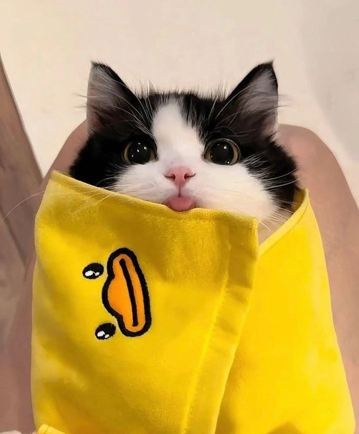 funny cute cat pfp 3 funny cute cat pfp 3