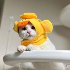 trending aesthetic cute cat pfps 2 trending aesthetic cute cat pfps 2