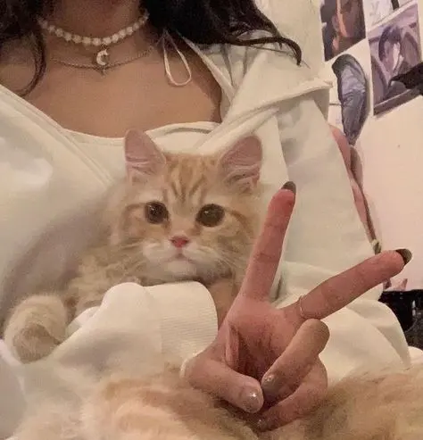 y2k pfp cat 1