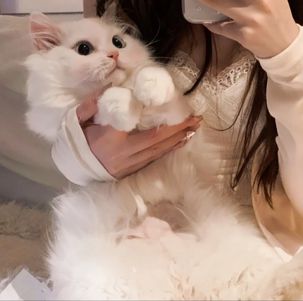 y2k pfp cat 2